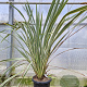 Phormium tenax 'Variegatum' 100-125 cm 30L