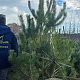 Pinus sylvestris 200-250 cm draadkluit meerstammig 140-160 diameter