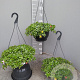 Portulacca umbraticola GM C6L
