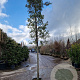 Quercus ilex 14-16 HO container