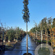 Quercus ilex 14-16 HO container