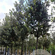 Quercus ilex 14-16 HO container
