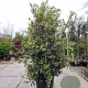 Quercus ilex 250-300 cm cont. 175L