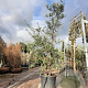 Quercus suber 200-250 cm cont. 90L meerstammig
