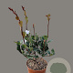 Rhaphiolepis indica Springtime 30-40 cm 3,0L