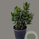 Rhaphiolepis umbellata ovata 40-60 cm 10L