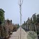 Robinia ps. 'Frisia' 200 cm stam container 14-16 hoge lei