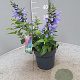 Salvia Salgoon Lake Como GM P17
