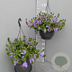 Scaevola aemula GM C6L