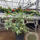 Senna corymbosa GM 10L