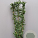 Solanum jasminoides 150-160 cm 10L
