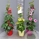 Thunbergia alata 70 cm 3,0L piramide