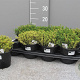 Thymus citriodorus P14