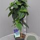 Tibouchina urvilleana 'Rich Blue' 80 cm 3,0L stam