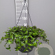Tradescantia fluminensis GM C6L