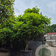 Wisteria sinensis 250-300 cm cont. 150L solitair