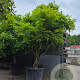 Wisteria sinensis 250-300 cm cont. 150L solitair