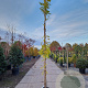 Wisteria sinensis 'Prolific' 350-400 cm 25L