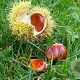 Castanea sat. 'Précoce de Migoule' 100-150 cm wortelgoed
