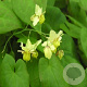 Epimedium versic. 'Sulphureum' GM P9