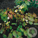 Epimedium versic. 'Sulphureum' GM P9