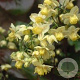 Epimedium versic. 'Sulphureum' GM P9