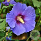 Hibiscus syr. 'Oiseau Bleu' 120 cm stam 10L