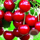 Prunus c. 'Lutówka' 125-150 cm wortelgoed
