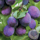 Prunus d. 'Kalipso' 150-200 cm wortelgoed