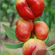 Prunus p. 'Flateryna' 150-200 cm wortelgoed
