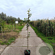 Pyrus c. 'Winterrietpeer' 175-200 cm 10L