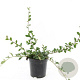Cotoneaster dammeri GM C1.3