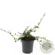 Cotoneaster dammeri GM C1.3