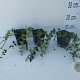 Vinca minor GM P9