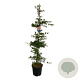 Acer Ice Dragon 175-200 cm 30L extra