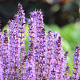 Salvia nemorosa 'Mother Tilley' GM P9