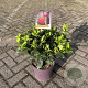 Skimmia japonica 30-40 cm 5,0L met bes