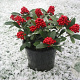 Skimmia j. 'Temptation' 30-40 cm 5,0L met bes