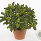 Skimmia j. 'Yuki' 15-20 cm P13