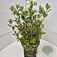 Euonymus jap. 'Ovatus Aureus' 35-40 cm 10L