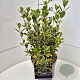 Euonymus jap. 'Ovatus Aureus' 35-40 cm 10L