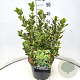 Euonymus jap. 'Ovatus Aureus' 35-40 cm 10L