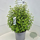 Philadelphus 'Lemoinei' 40-50 cm 10L