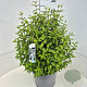 Philadelphus 'Lemoinei' 40-50 cm 10L