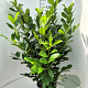 Prunus I. 'Rotundifolia' 100-120 cm 10L