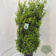 Prunus l. Sofia 80-100 cm 10L