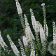 Actaea racemosa GM P9