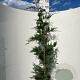 Cupressocyparis leylandii 125-150 cm 10L