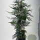 Cupressocyparis leylandii 125-150 cm 10L