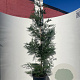 Cupressocyparis leylandii 150-175 cm 10L